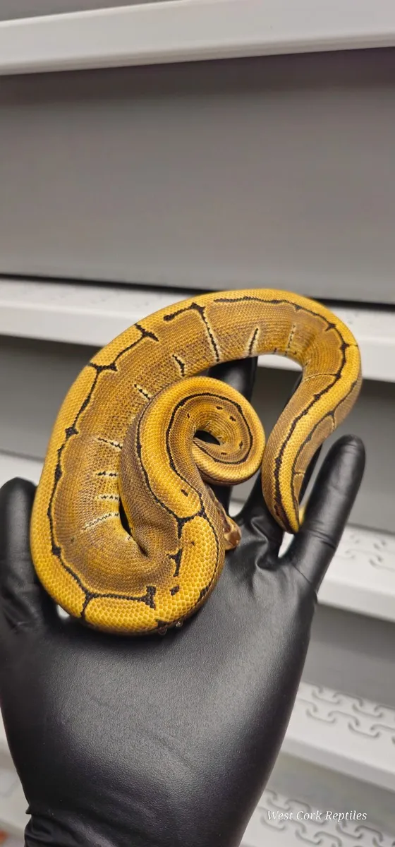 Ball python - Image 4
