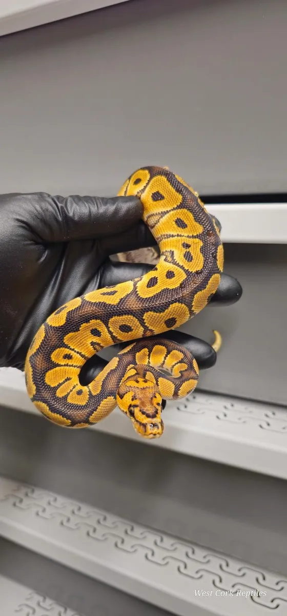 Ball python - Image 1