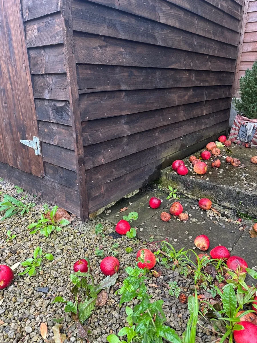 Garden shed - Image 4