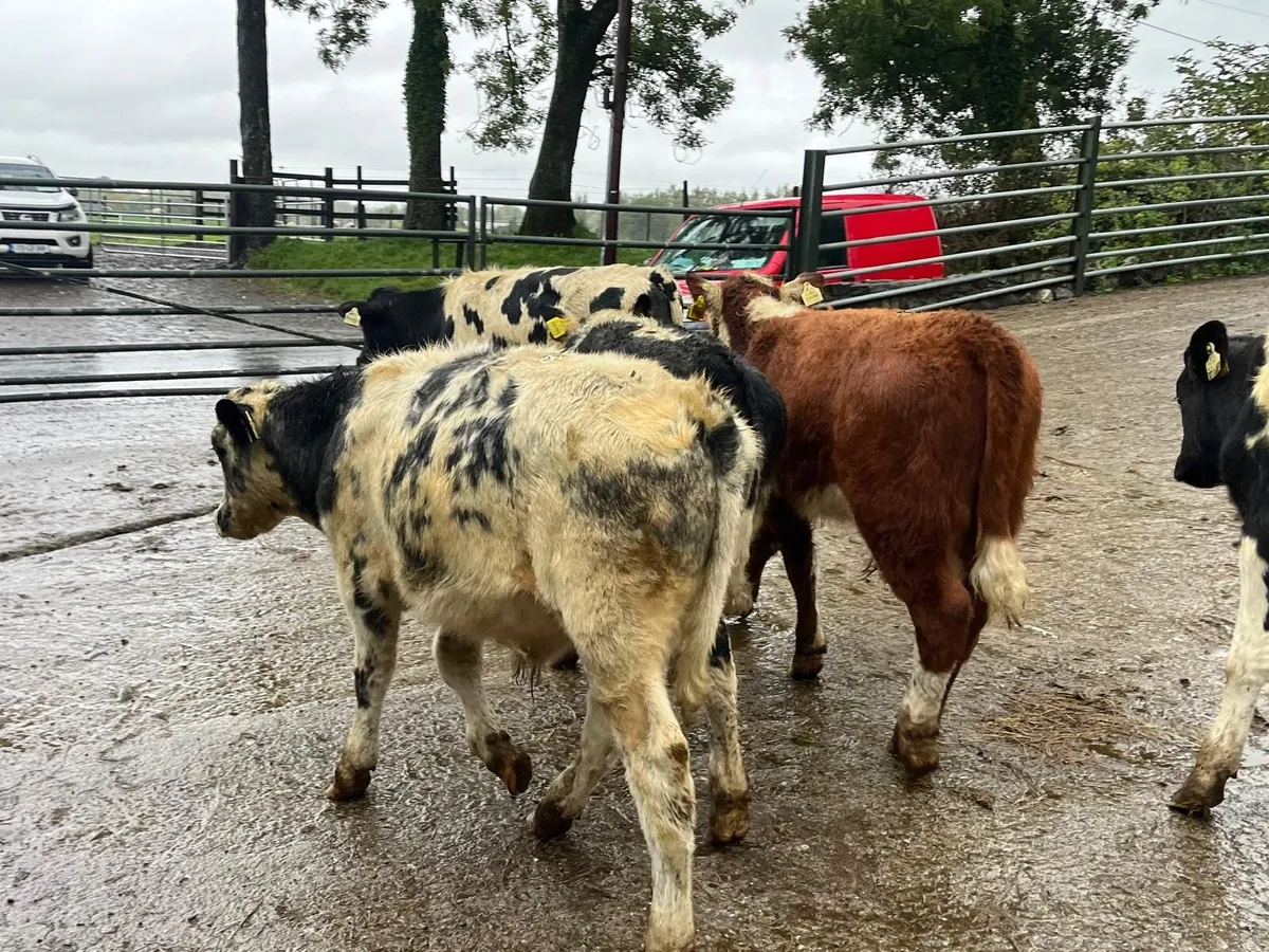 5 super  continental bull weanlings - Image 1
