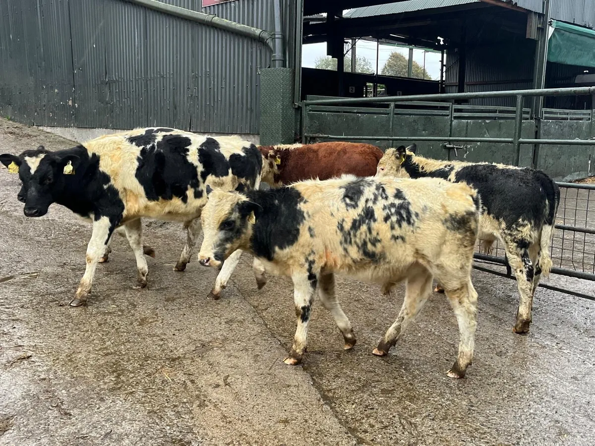 5 super  continental bull weanlings - Image 2