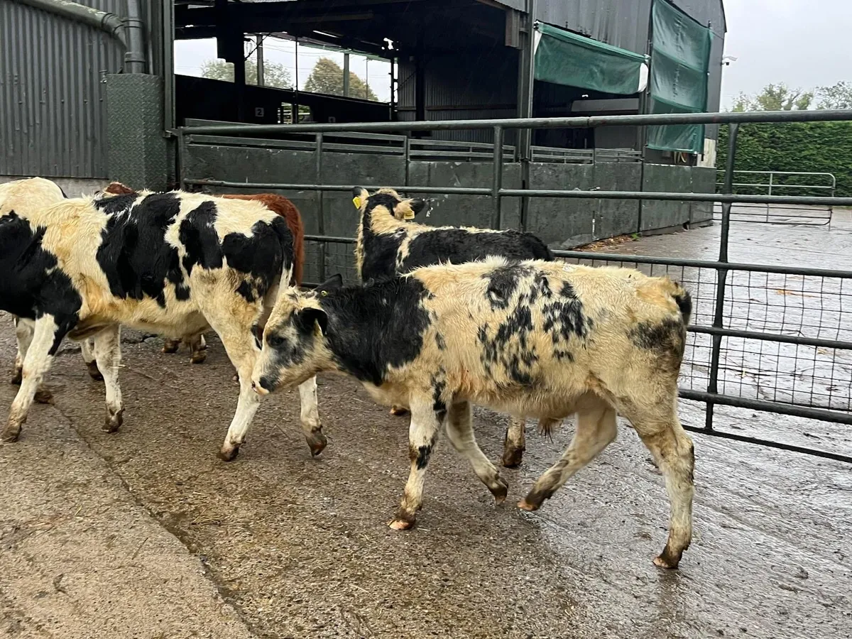 5 super  continental bull weanlings - Image 3
