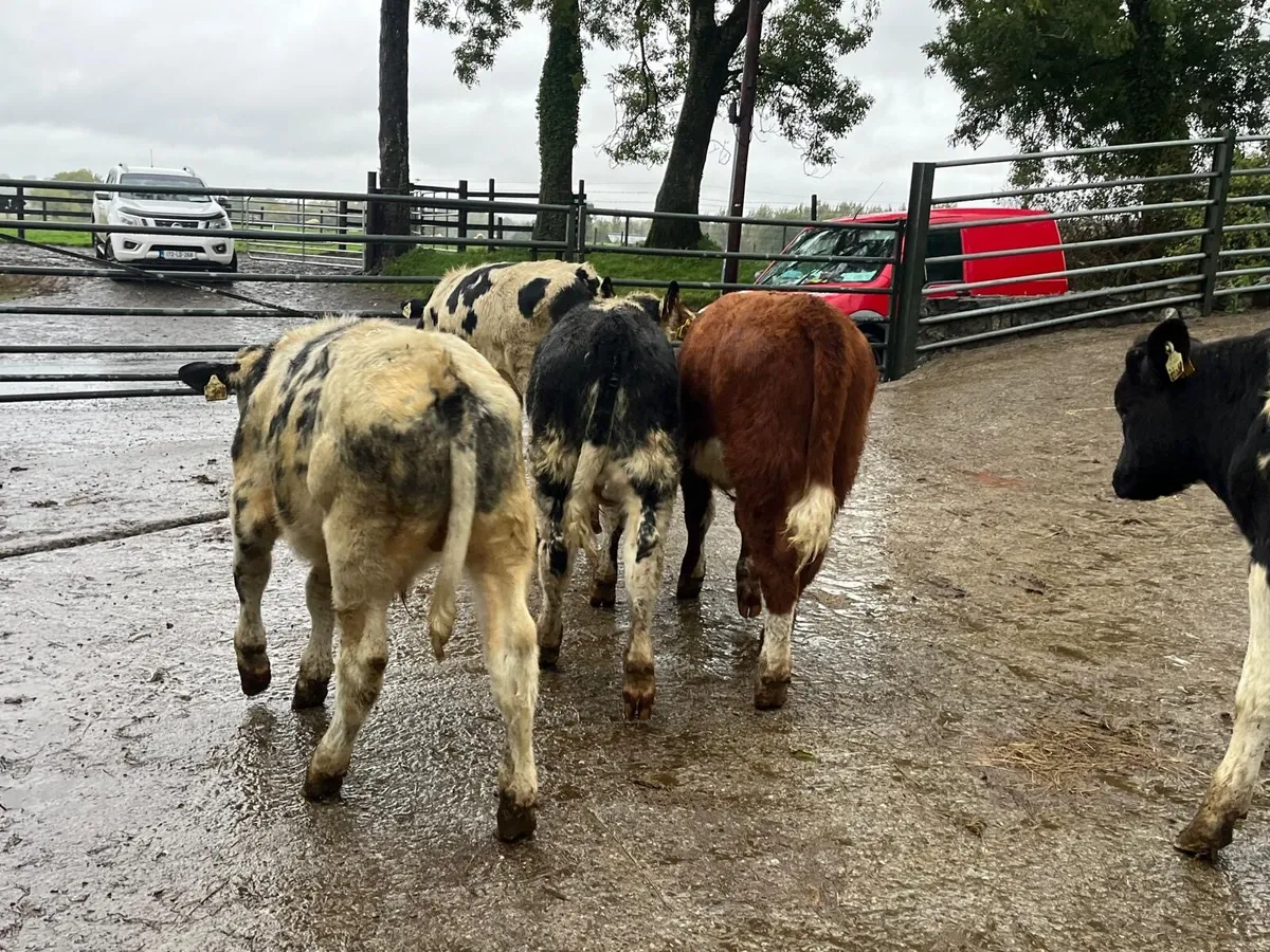 5 super  continental bull weanlings - Image 4