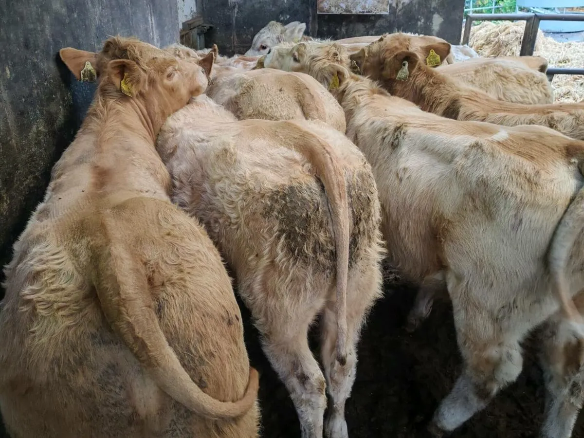 10 Super Golden Chx Bull Weanlings. - Image 1
