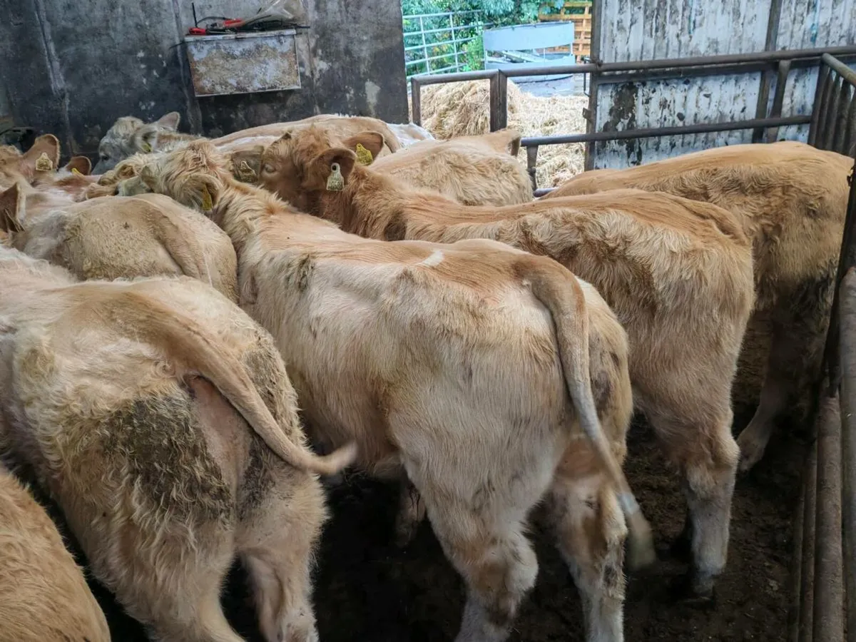 10 Super Golden Chx Bull Weanlings. - Image 2