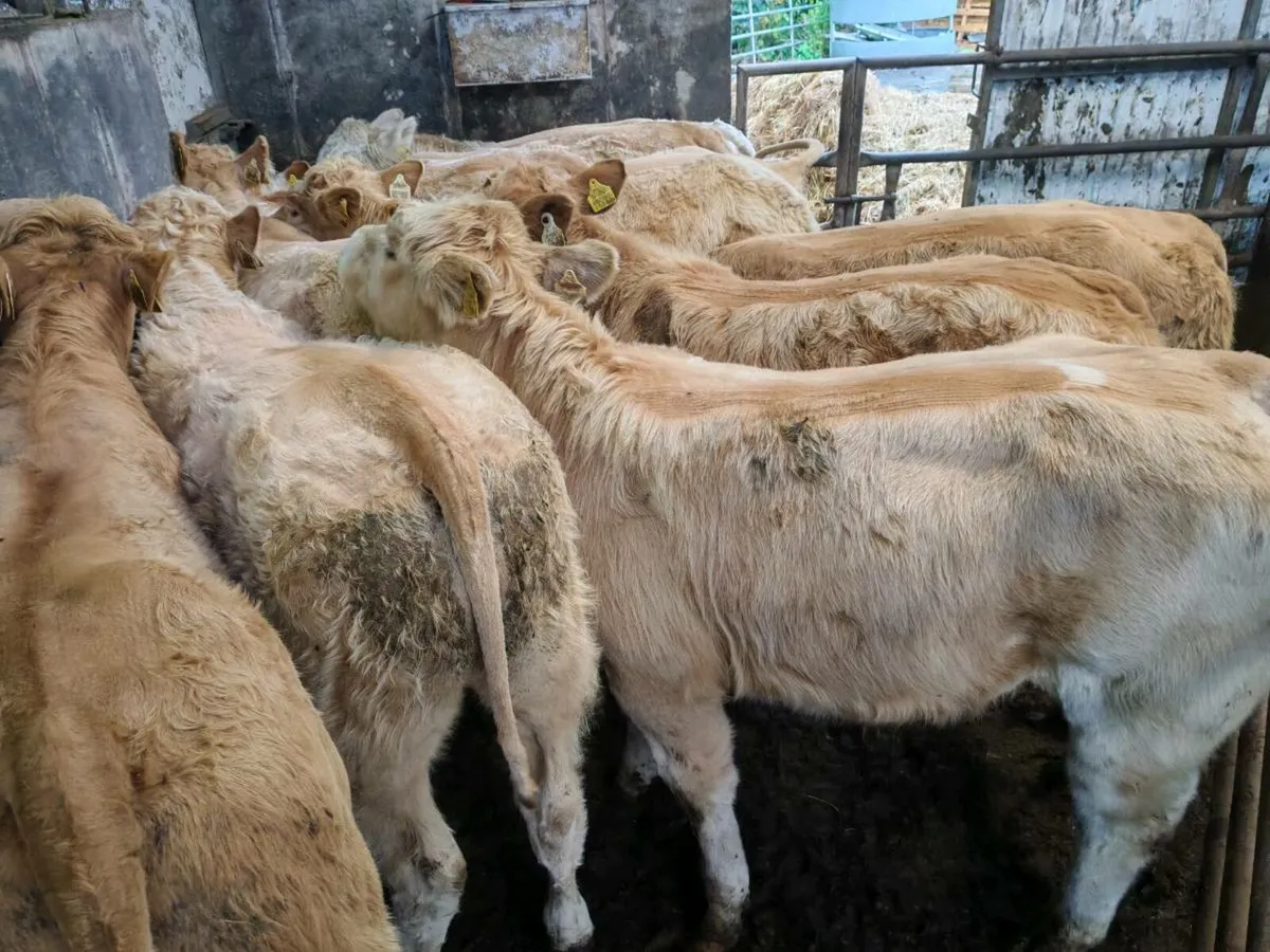 10 Super Golden Chx Bull Weanlings. - Image 3