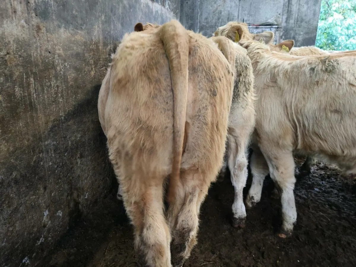 10 Super Golden Chx Bull Weanlings. - Image 4