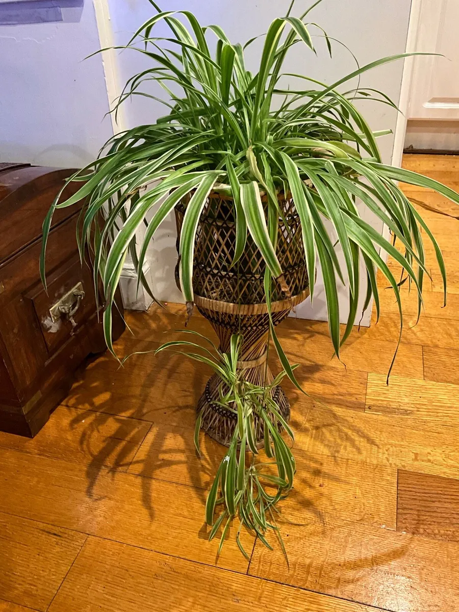 Wicker Rattan Plant Holder - Image 1