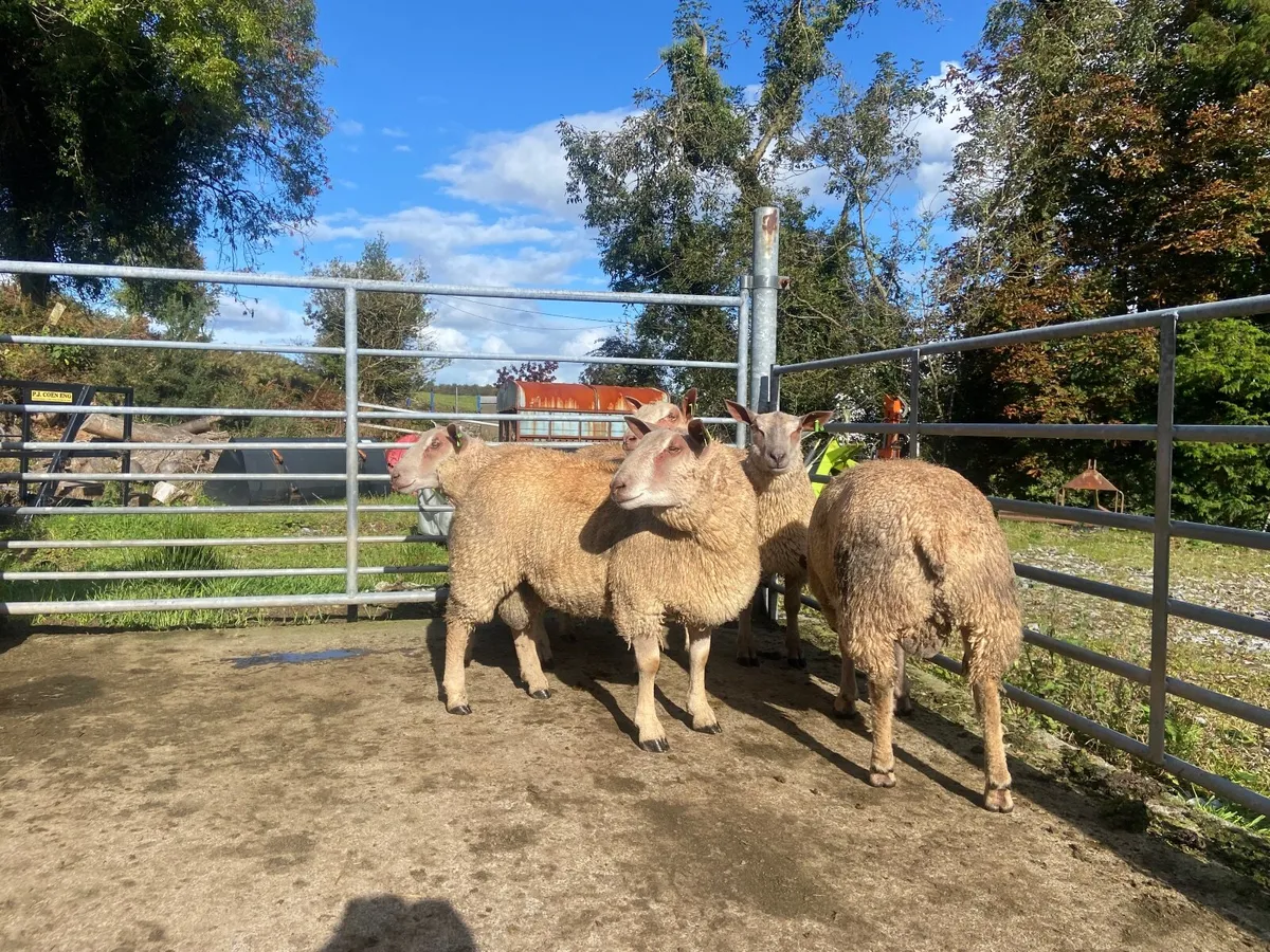 Charolais Ram Lambs - Image 1
