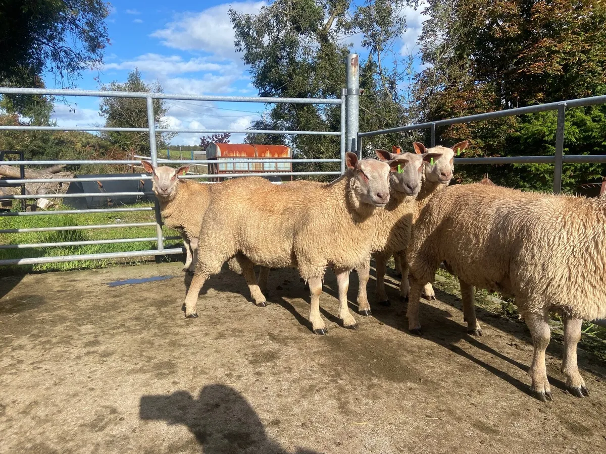 Charolais Ram Lambs - Image 2
