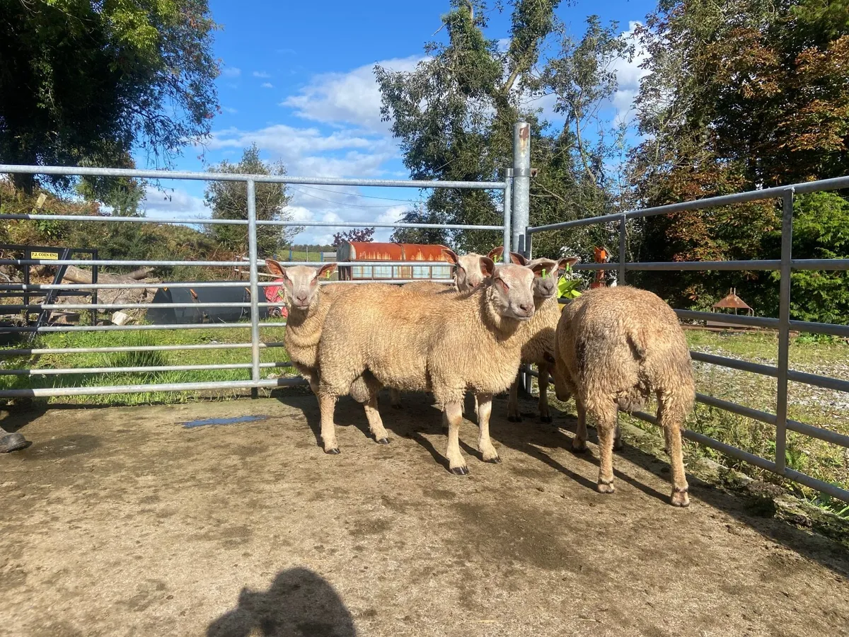 Charolais Ram Lambs - Image 3