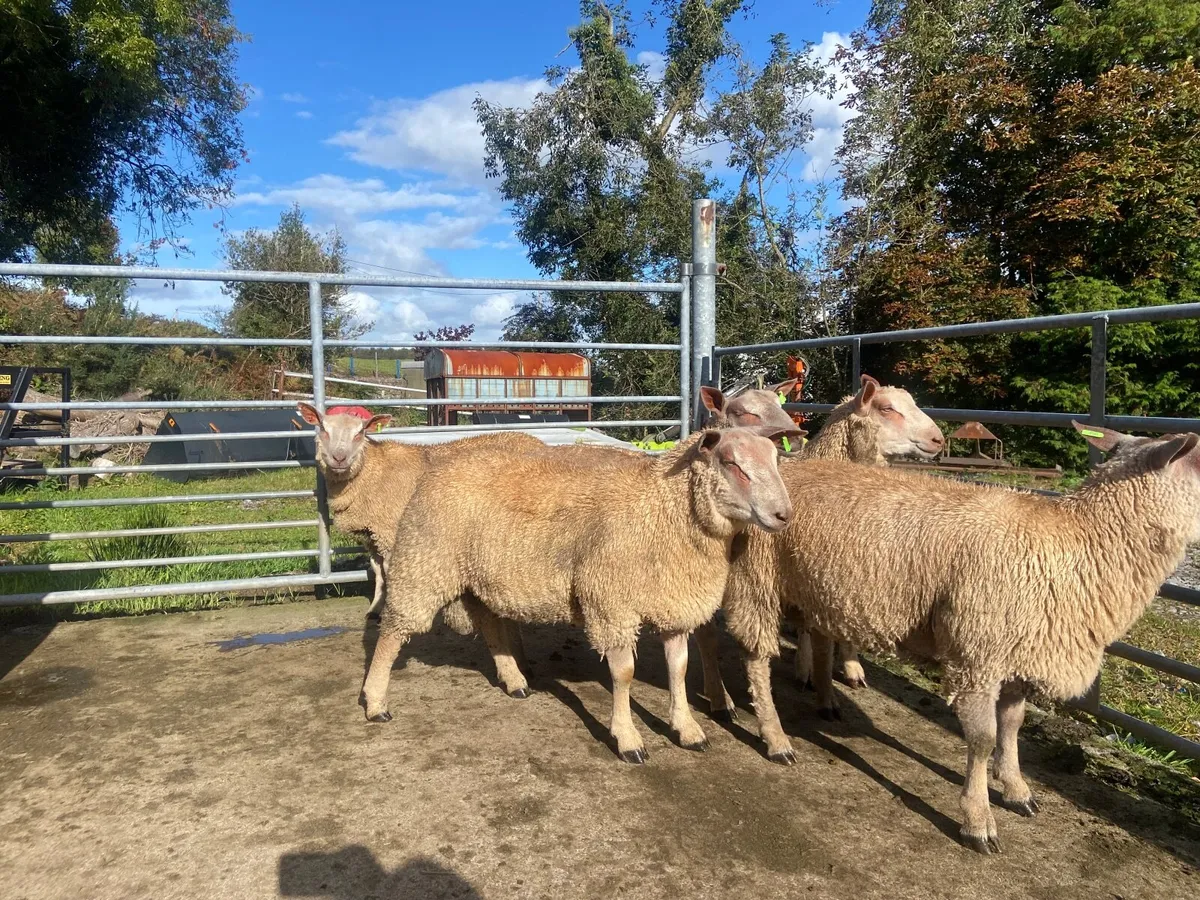 Charolais Ram Lambs - Image 4