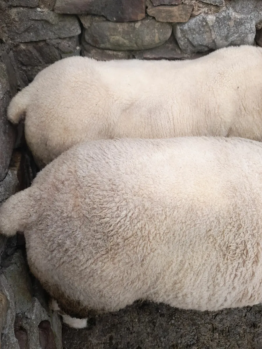 Texel (2) & Mayo Mountain Ram - Image 1