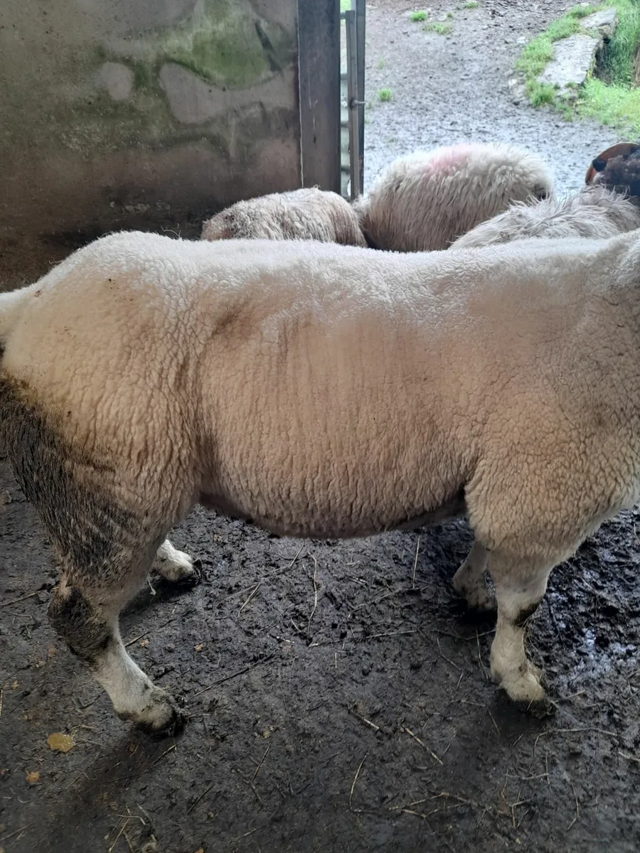 Texel (2) & Mayo Mountain Ram - Image 3