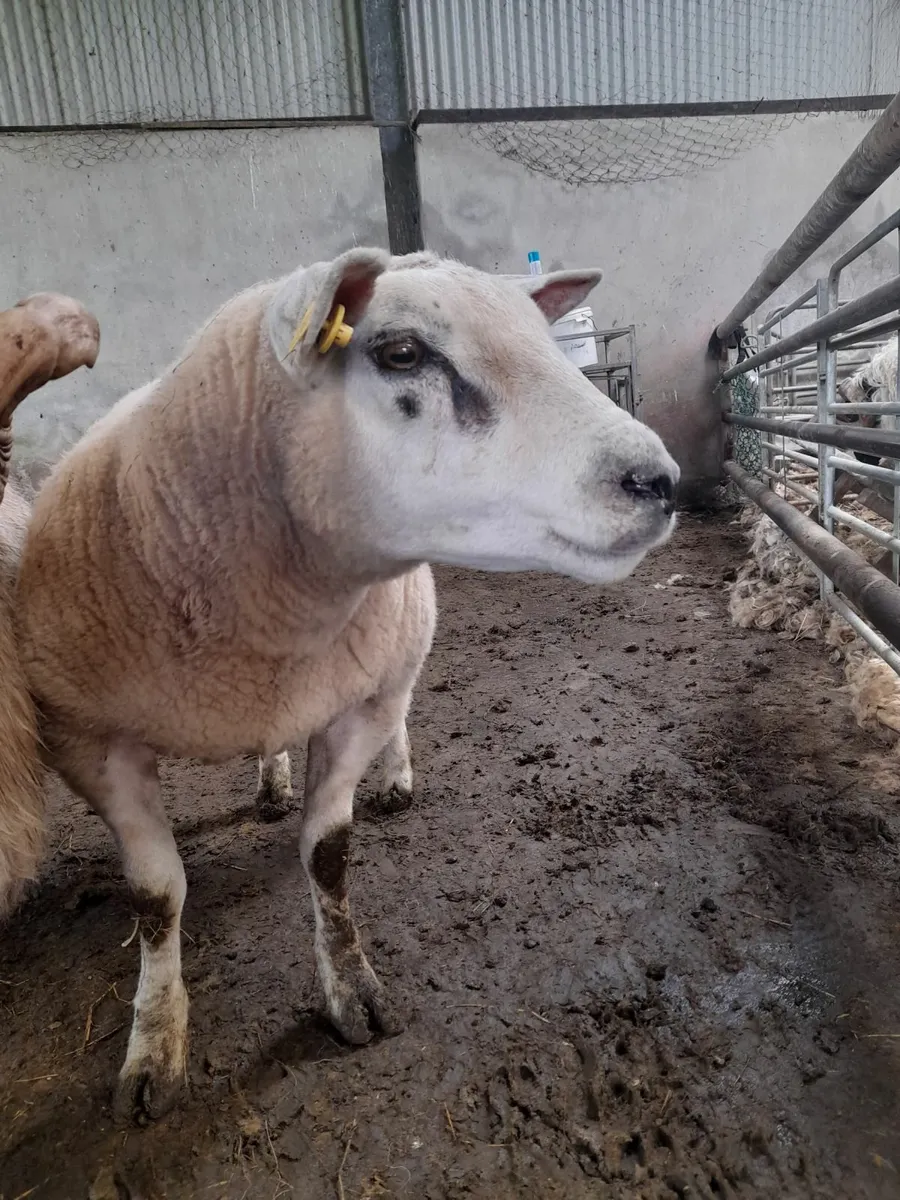 Texel (2) & Mayo Mountain Ram - Image 4