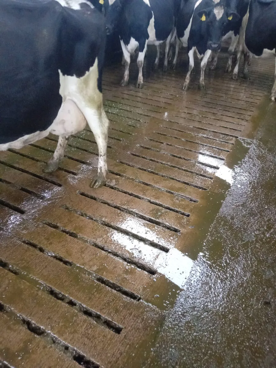 Spring calving cows - Image 4