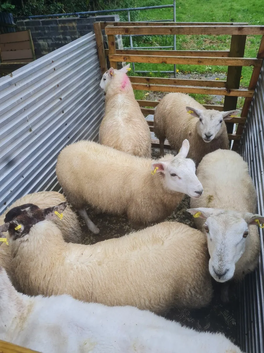 Ewe lambs - Image 1