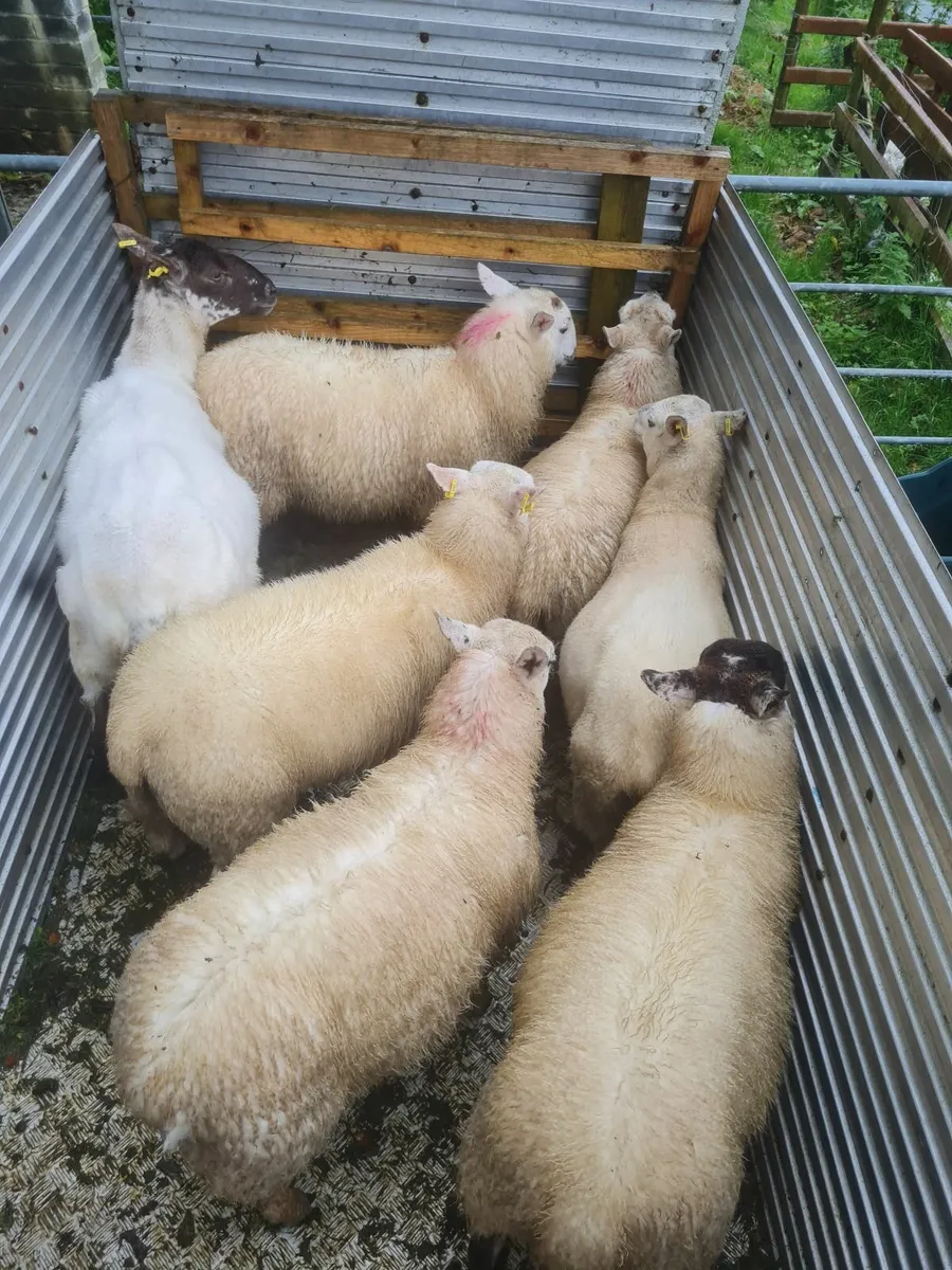 Ewe lambs - Image 2