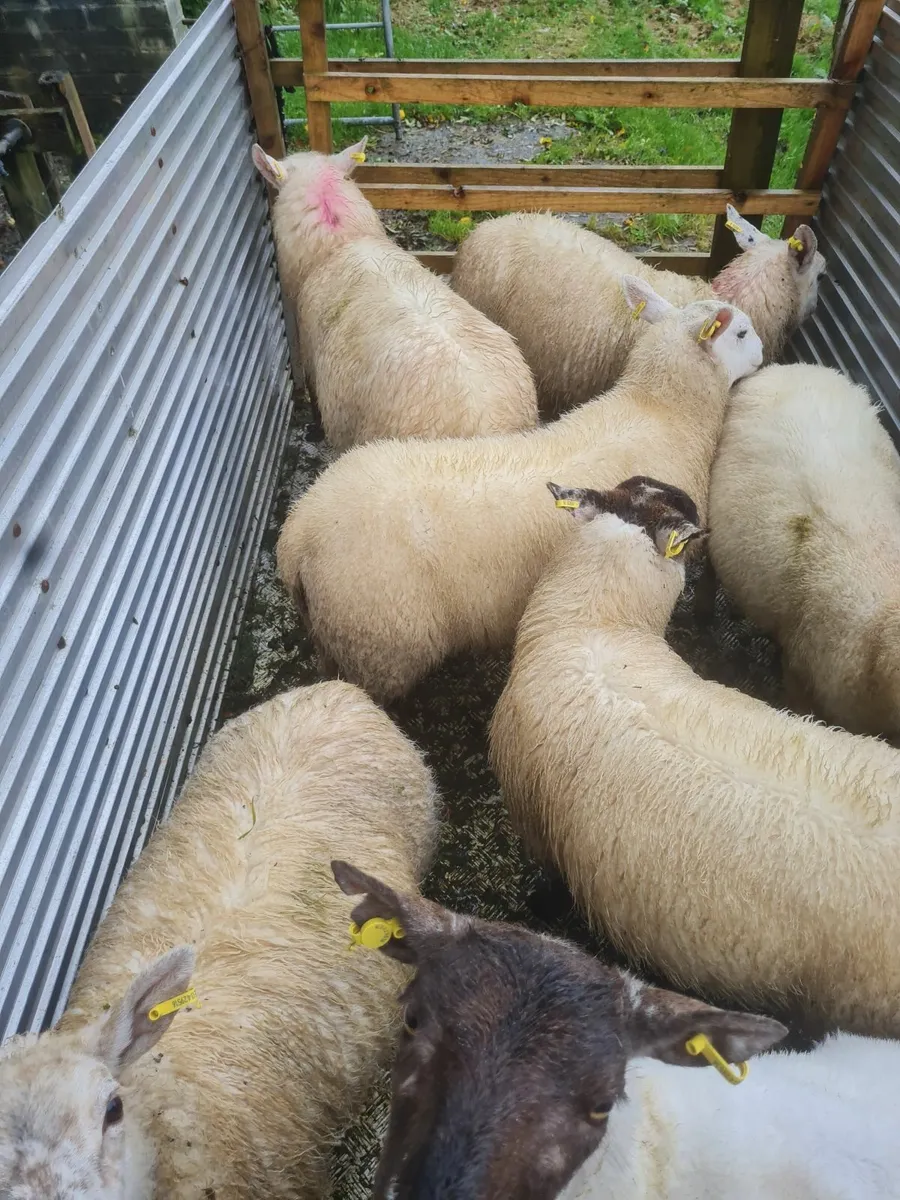 Ewe lambs - Image 3