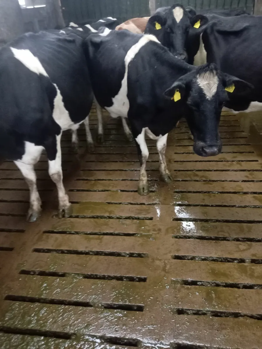Spring calving cows - Image 1