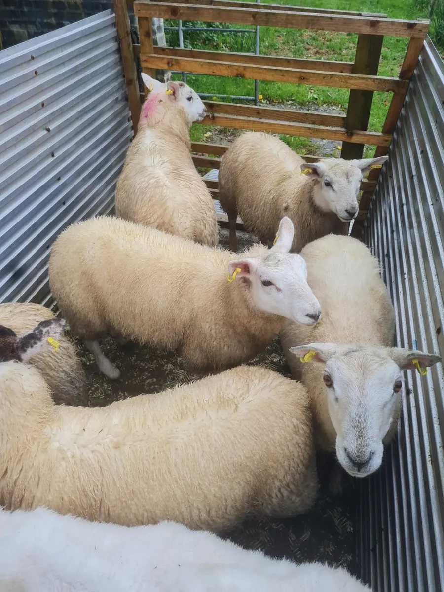 Ewe lambs - Image 4