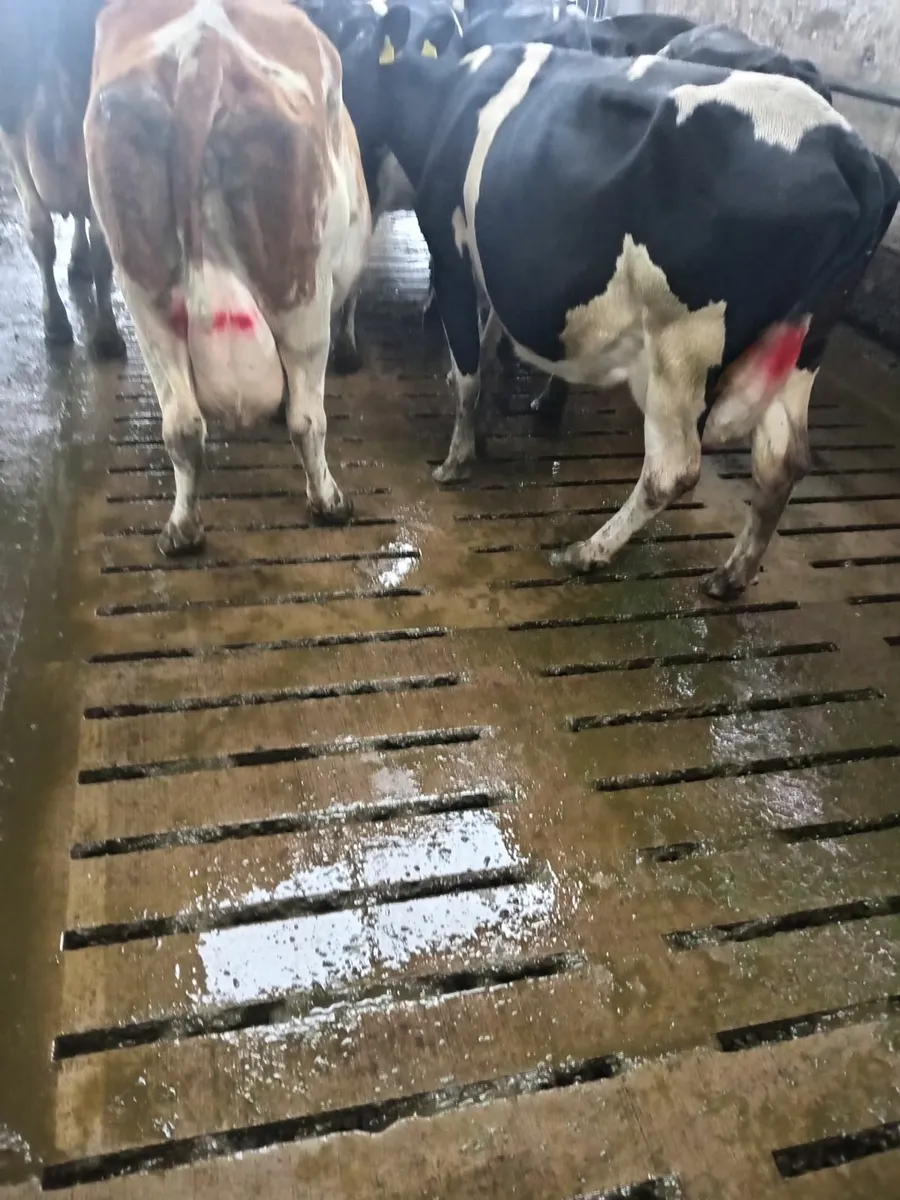Spring calving cows - Image 2