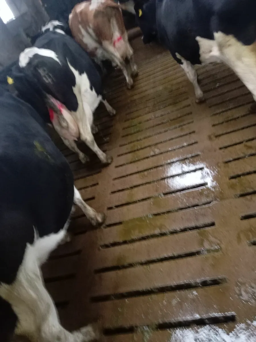 Spring calving cows - Image 3