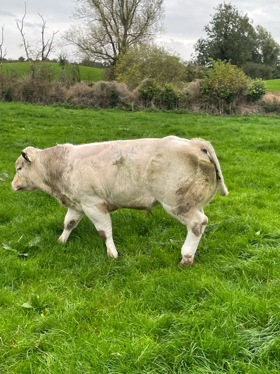 Weanling bulls - Image 1