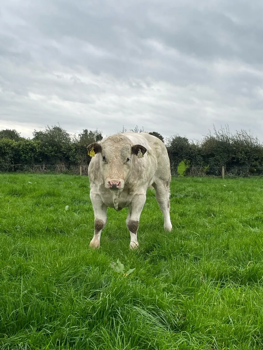 Weanling bulls - Image 2