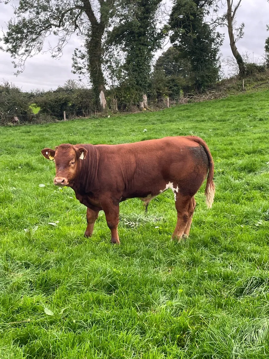 Weanling bulls - Image 3