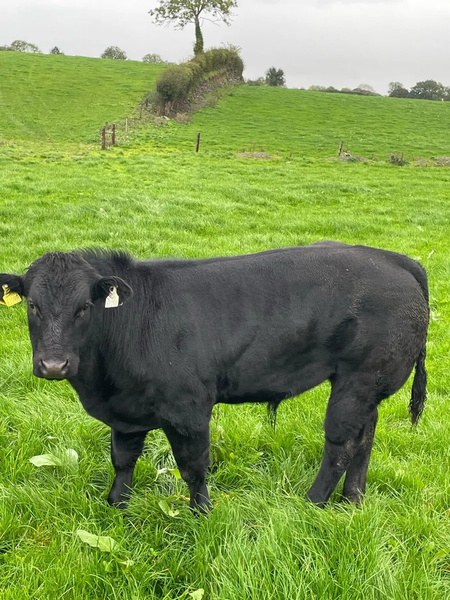 Weanling bulls - Image 4
