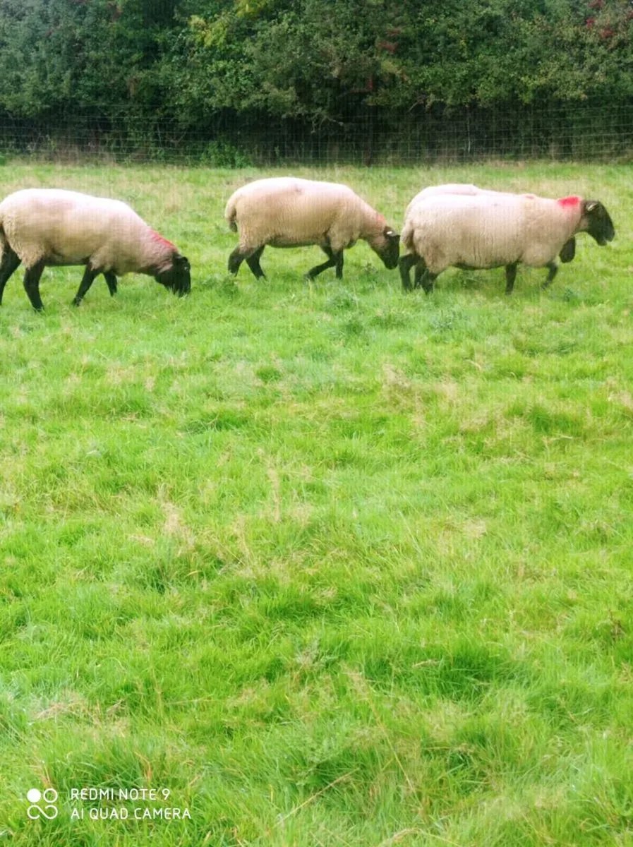 Suffolk Ewes - Image 1