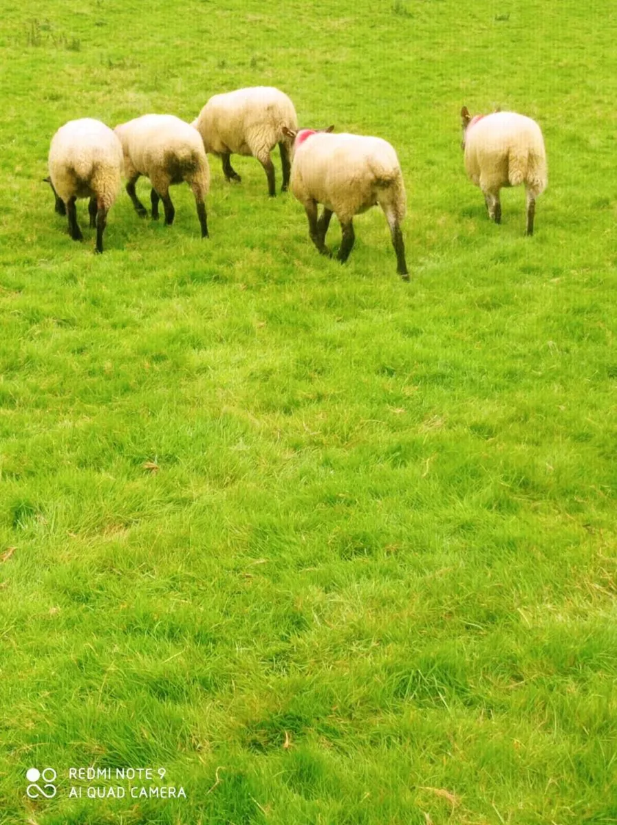 Suffolk Ewes - Image 2