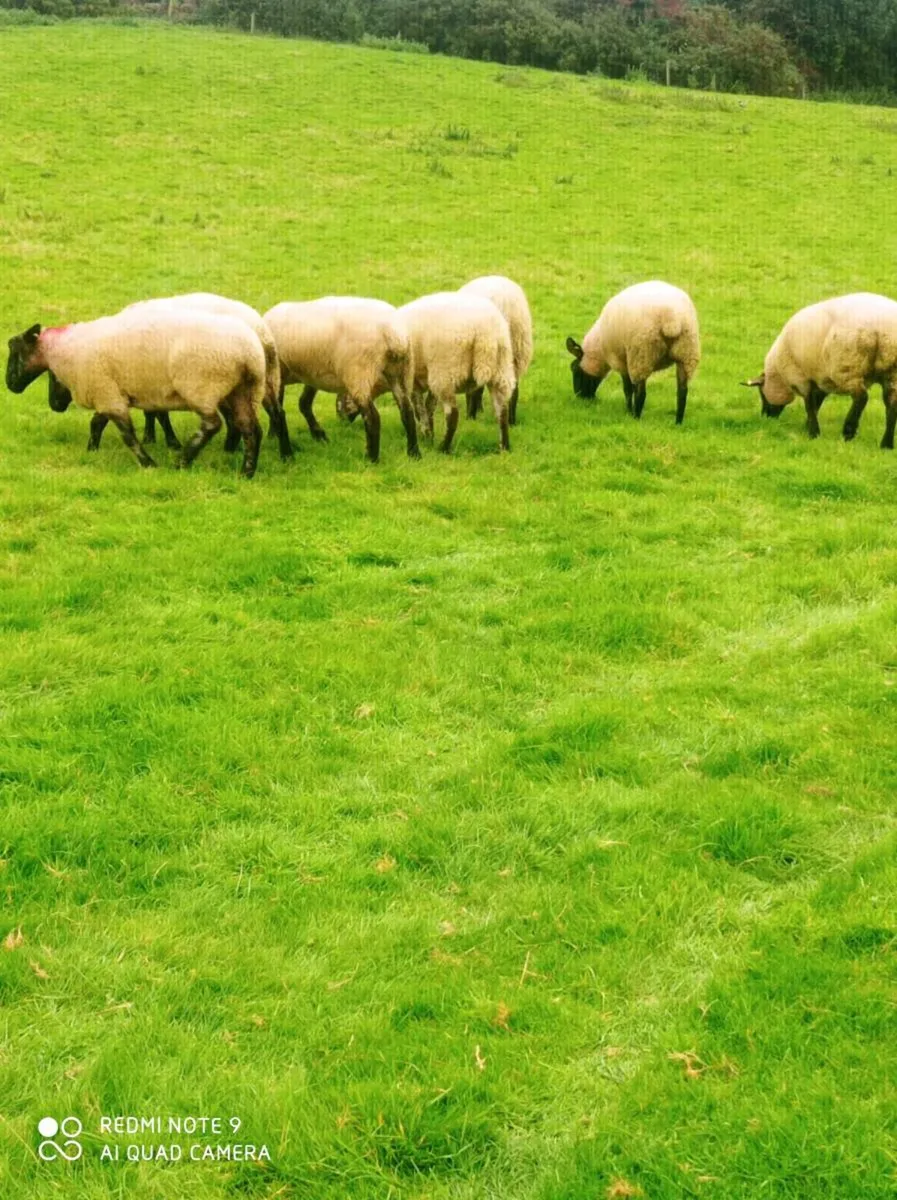 Suffolk Ewes - Image 3