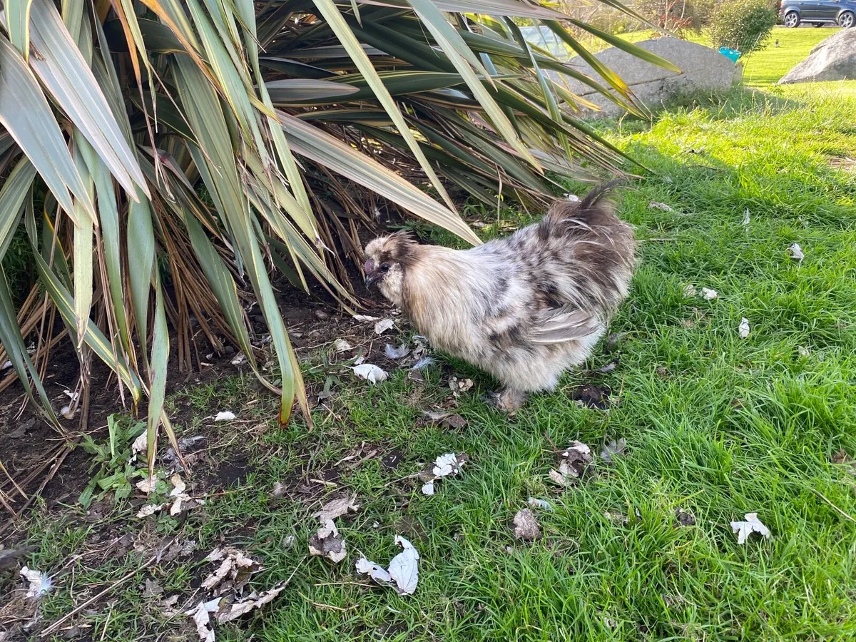 Bearded and Crested Silkie - Image 1