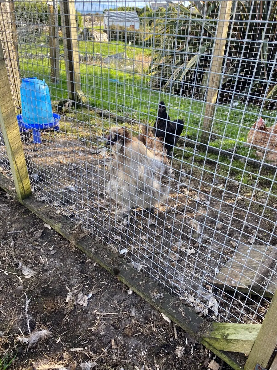 Bearded and Crested Silkie - Image 2