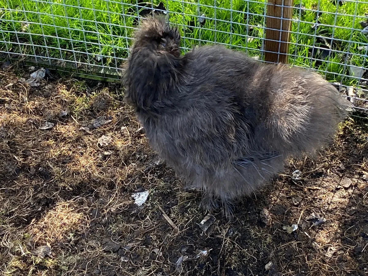 Bearded and Crested Silkie - Image 3
