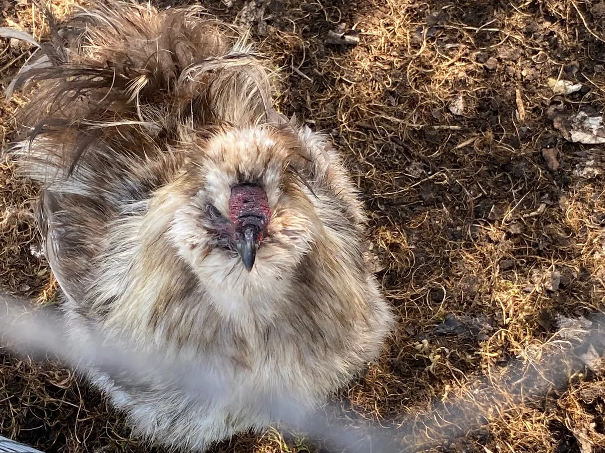 Bearded and Crested Silkie - Image 4