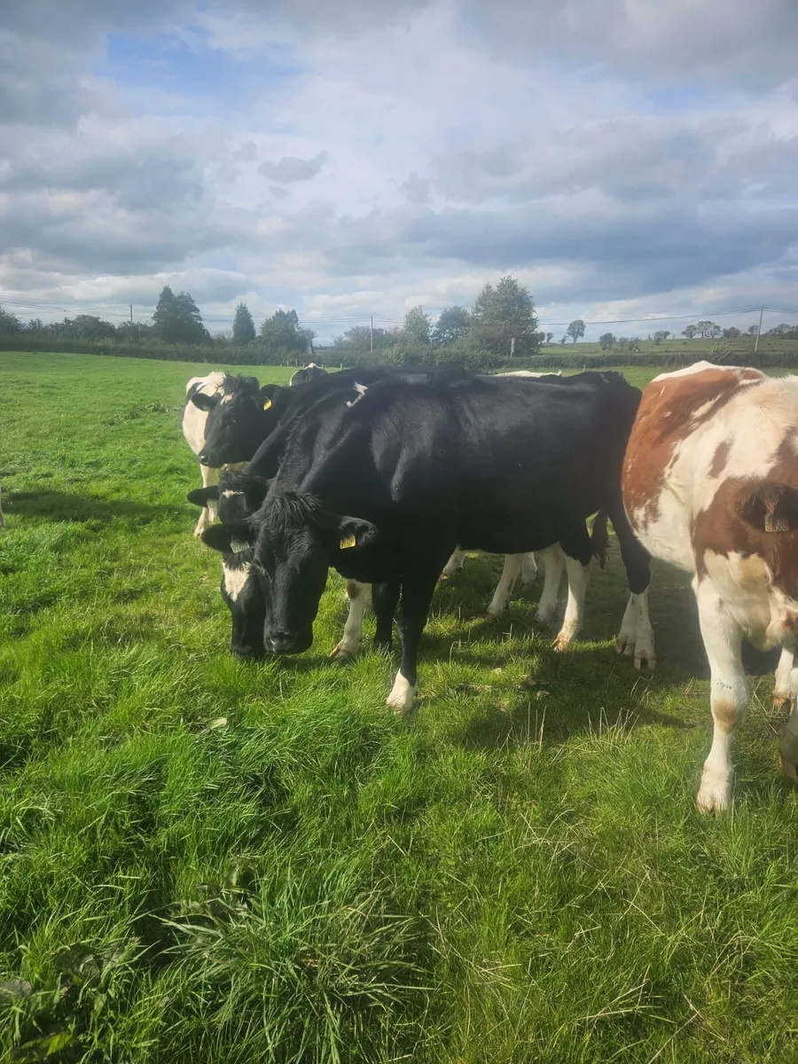 Dairy - Image 3