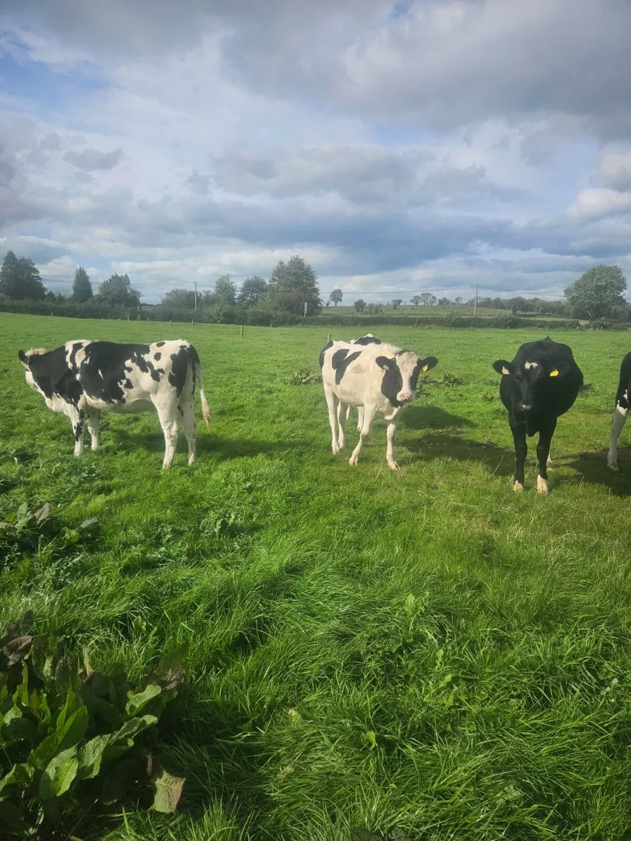 Dairy - Image 4