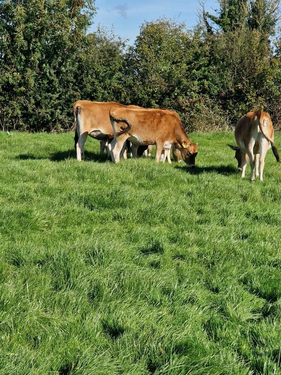 11 Top Quality In Calf Jersey Heifers - Image 2