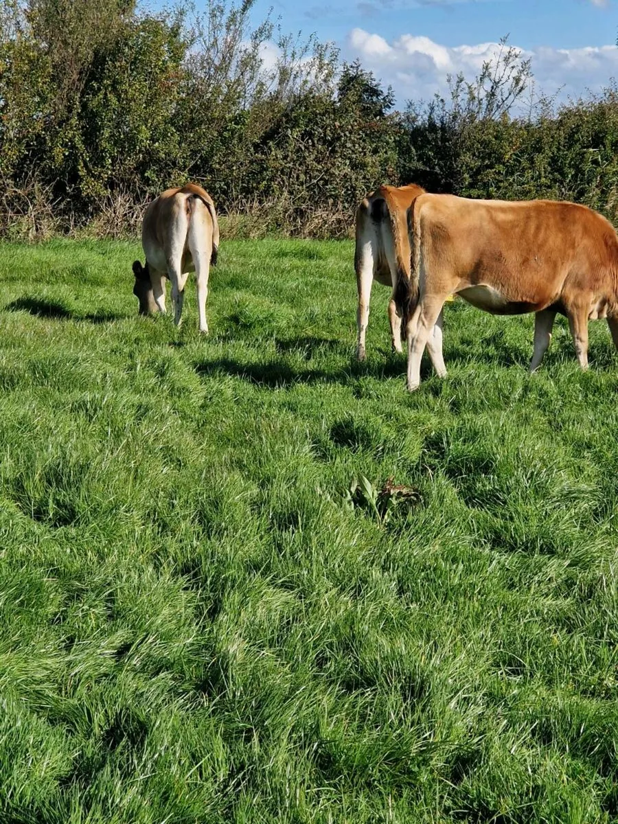 11 Top Quality In Calf Jersey Heifers - Image 3