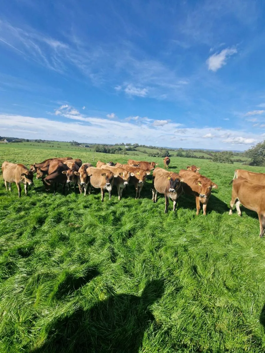 11 Top Quality In Calf Jersey Heifers - Image 4