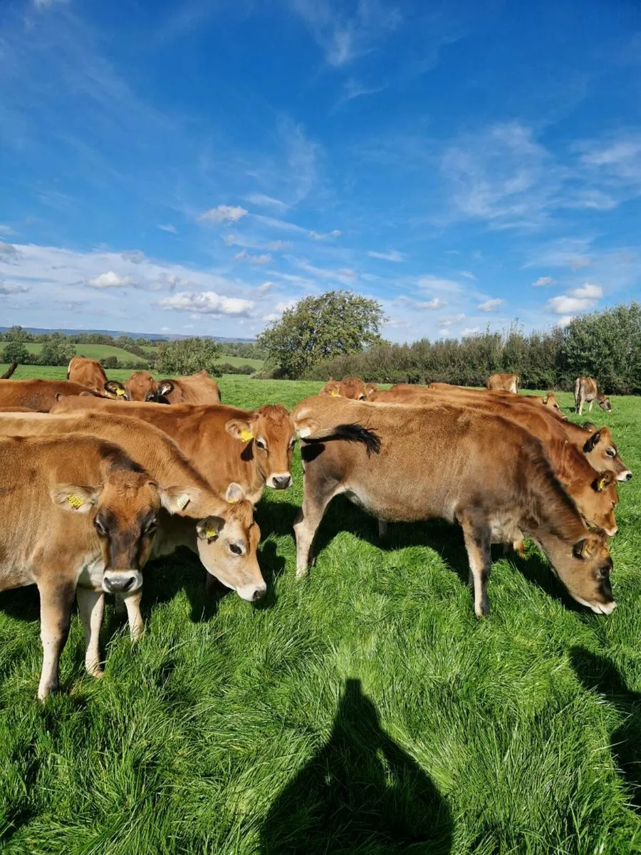 10 Top Quality In Calf Jersey Heifers - Image 3