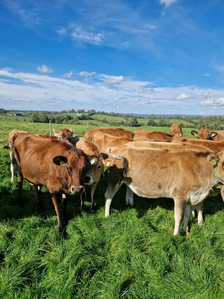 10 Top Quality In Calf Jersey Heifers - Image 4