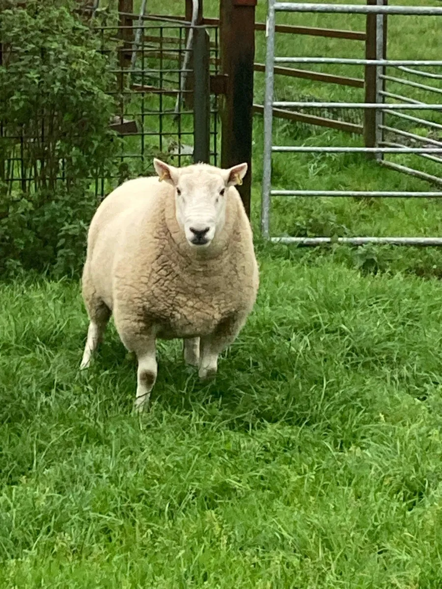 shearling ram - Image 1