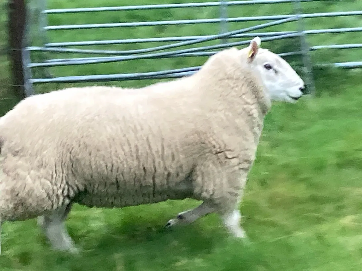 shearling ram - Image 2