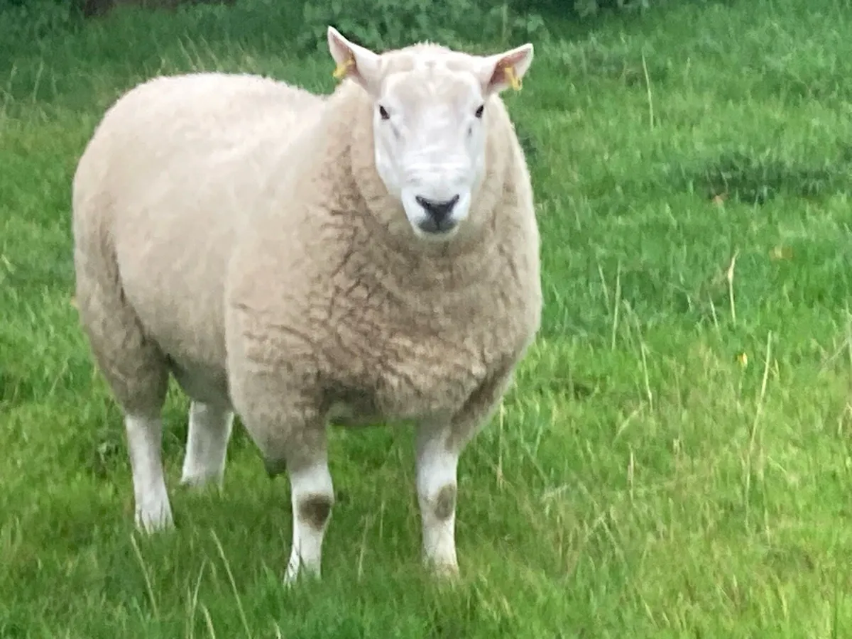 shearling ram - Image 3