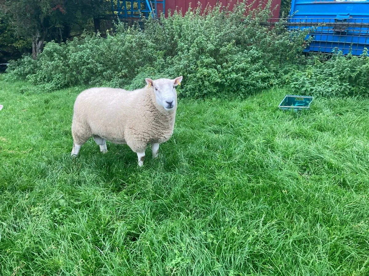 shearling ram - Image 4