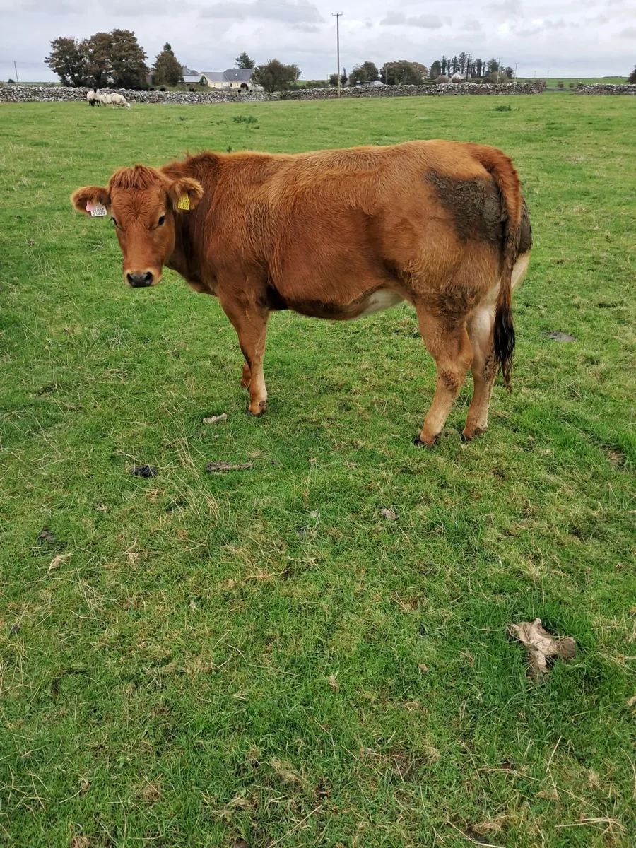 Heifer - Image 1